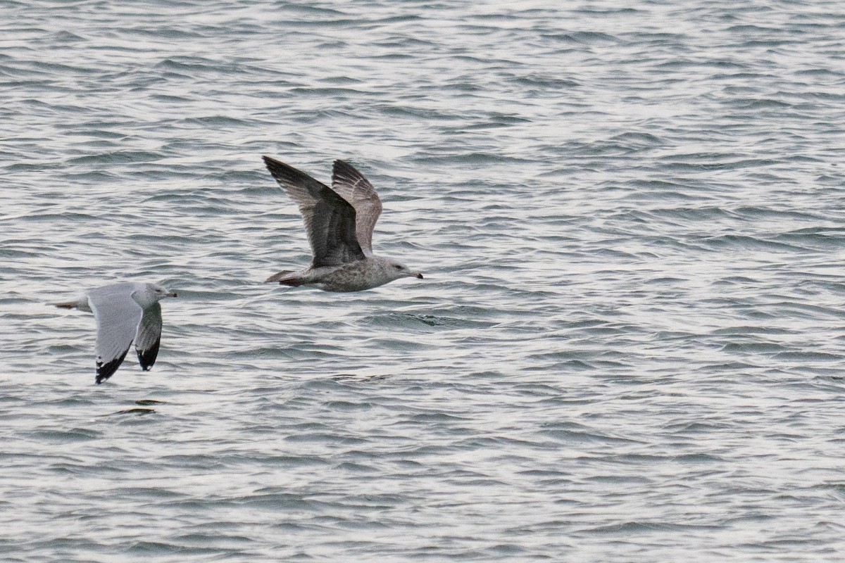American Herring Gull - ML646492763