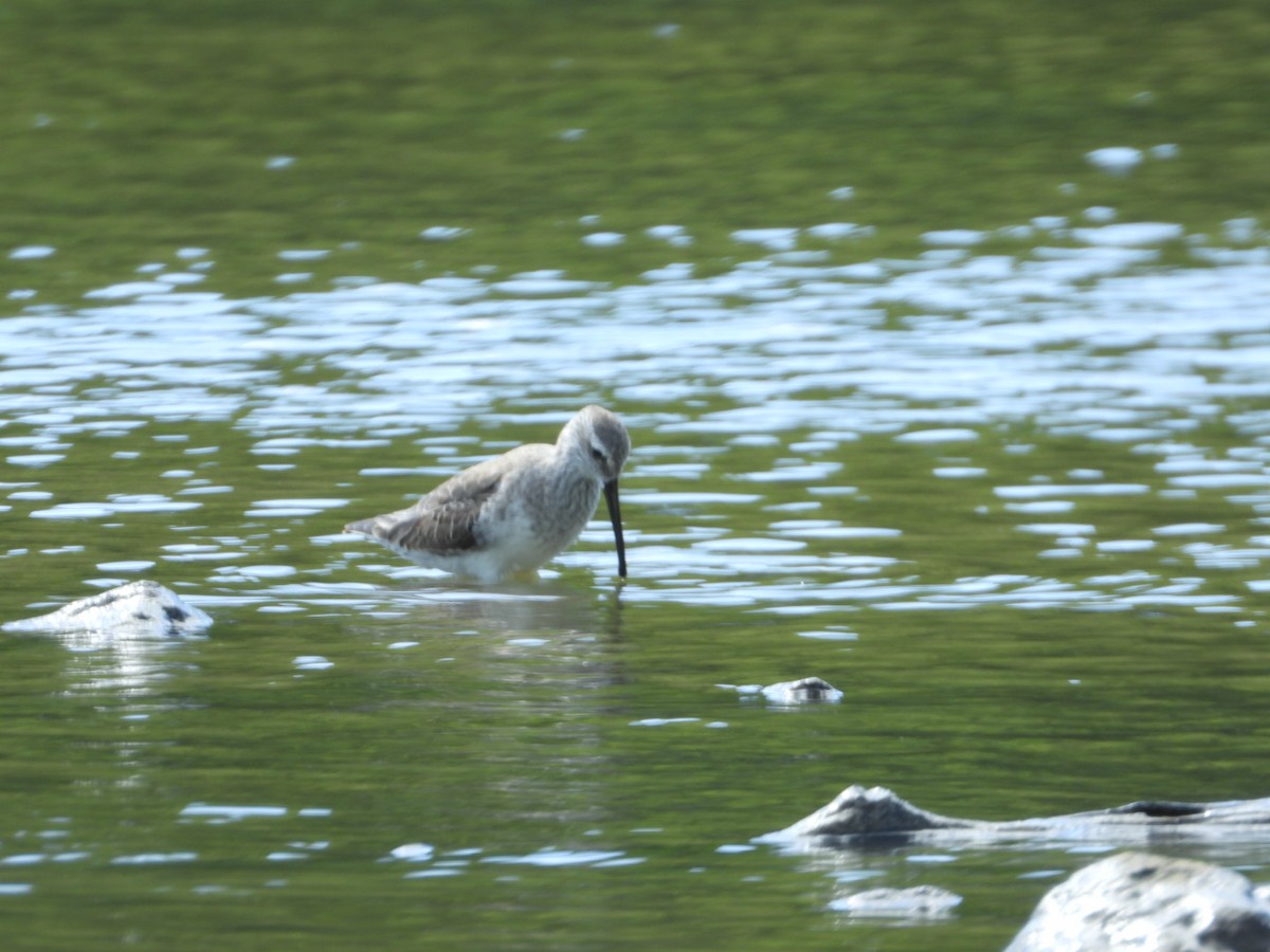 高蹺濱鷸 - ML646492764