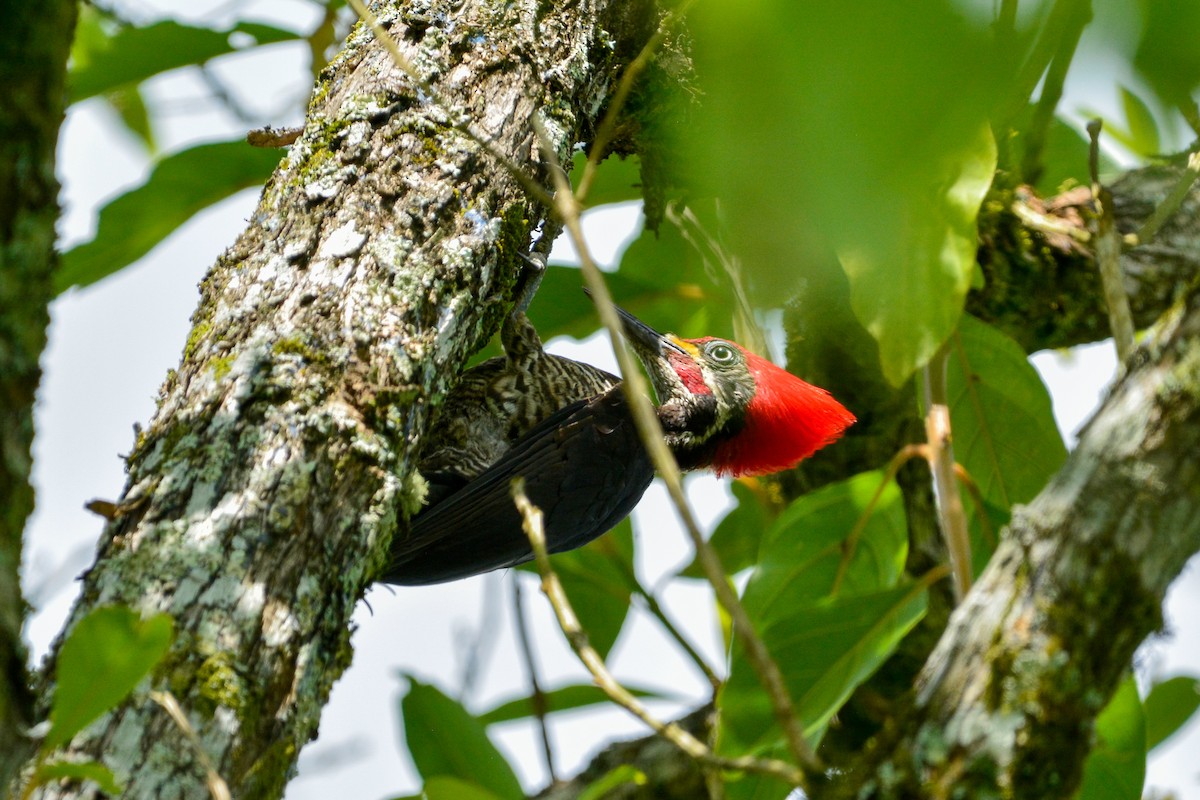 Полосатая желна - ML646492766