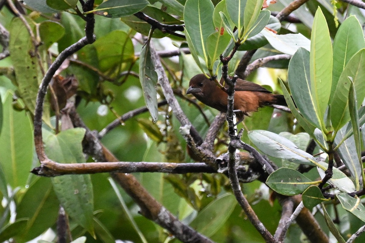 Silver-beaked Tanager - ML646492770