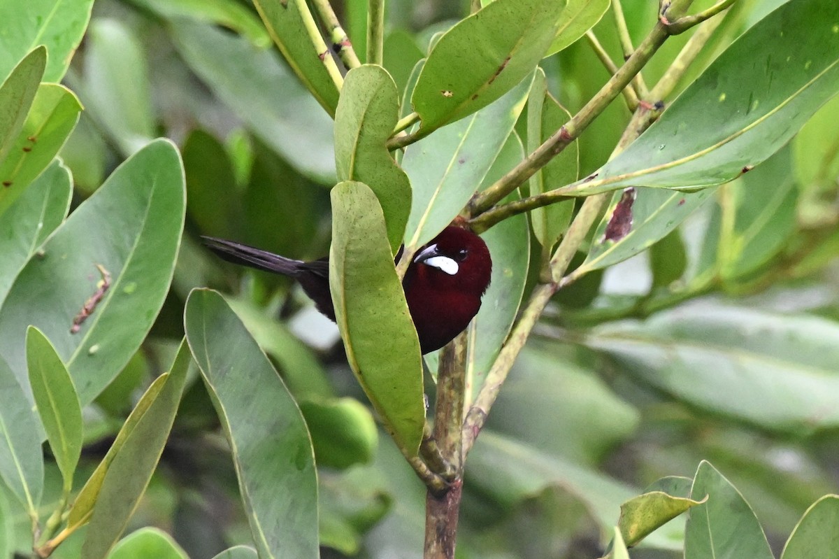 Silver-beaked Tanager - ML646492771