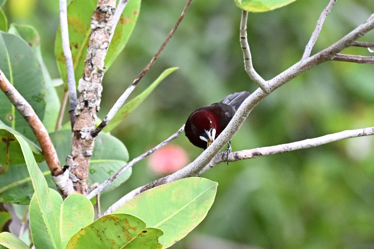 Silver-beaked Tanager - ML646492772