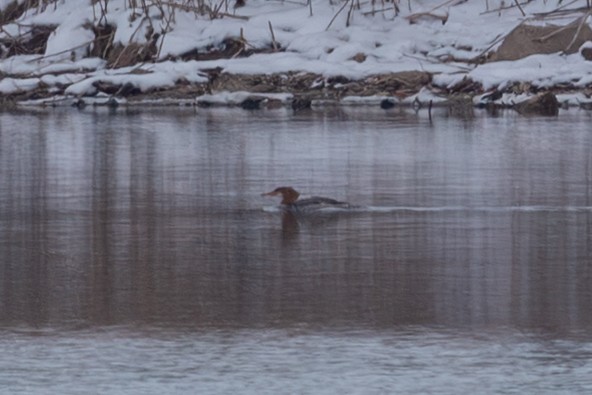 Common Merganser - ML646492773