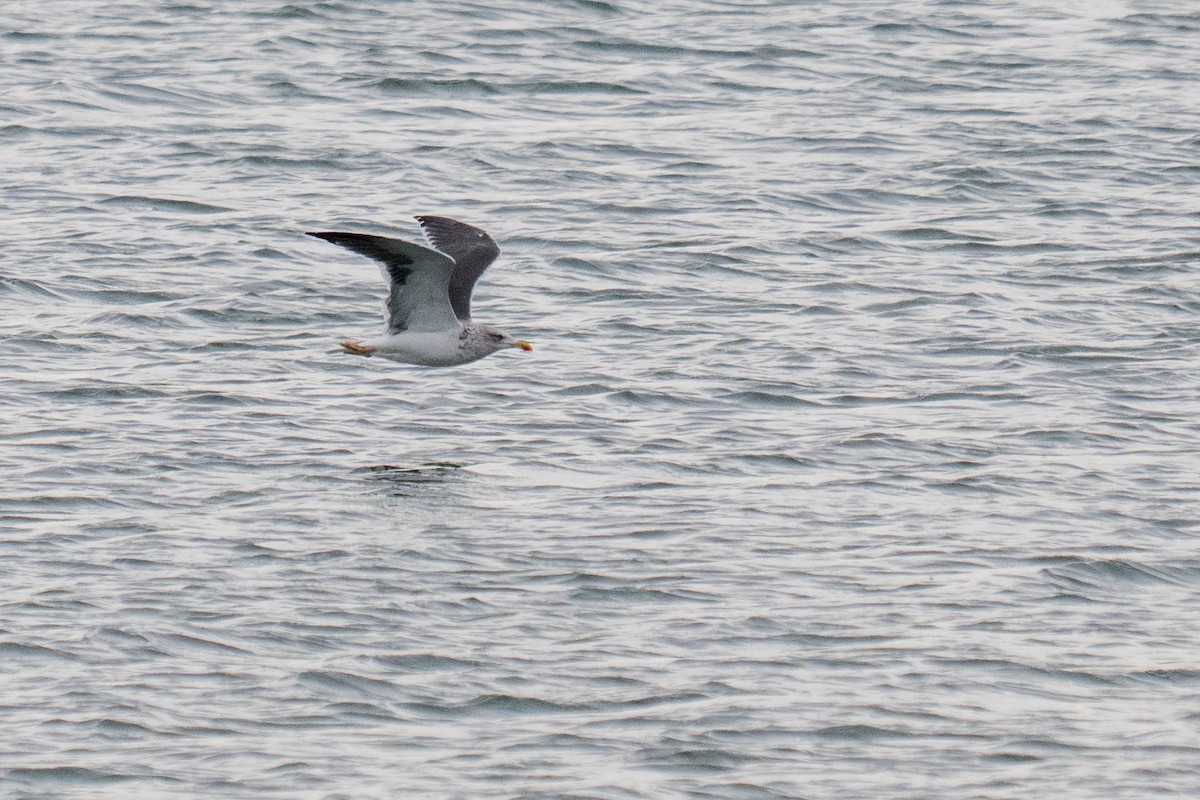 Бэсрэг цахлай - ML646492774