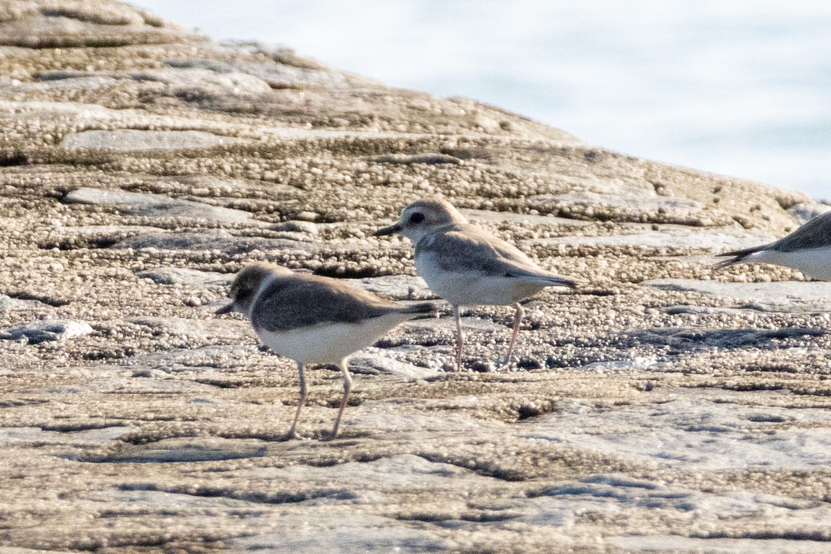 חופמי לבן-פנים - ML646492778
