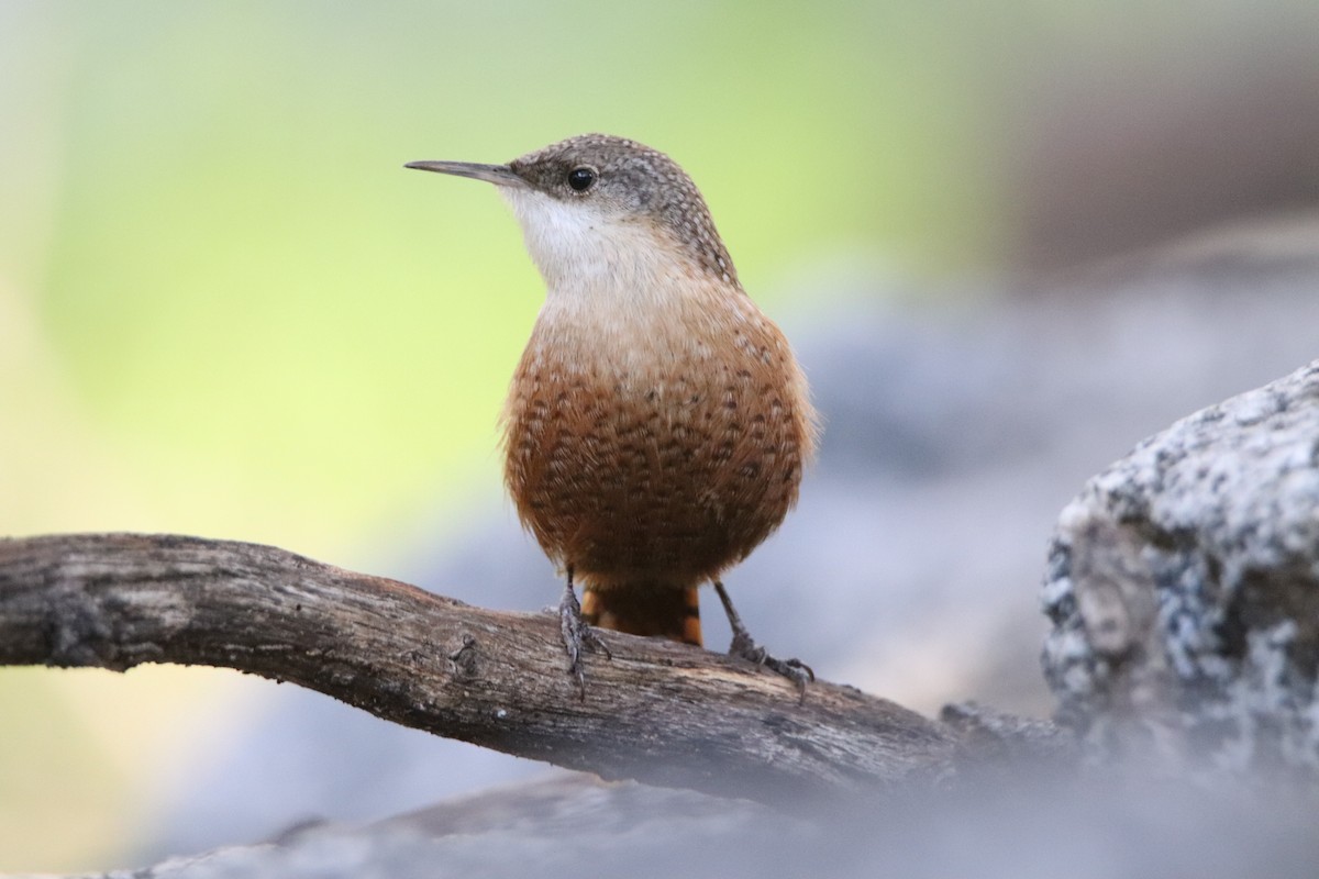 Canyon Wren - ML646492780