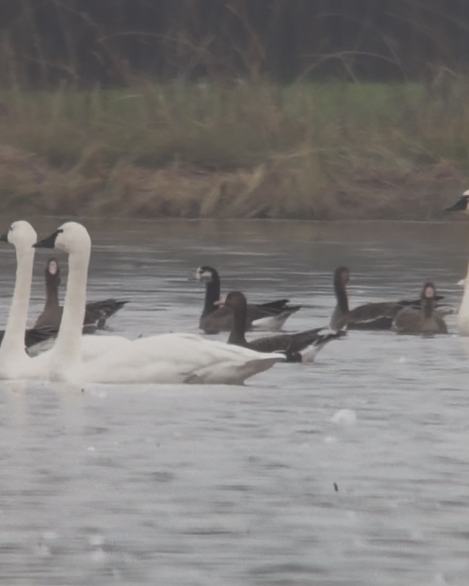 Sakarca x Gıdaklayan Kaz - ML646492784