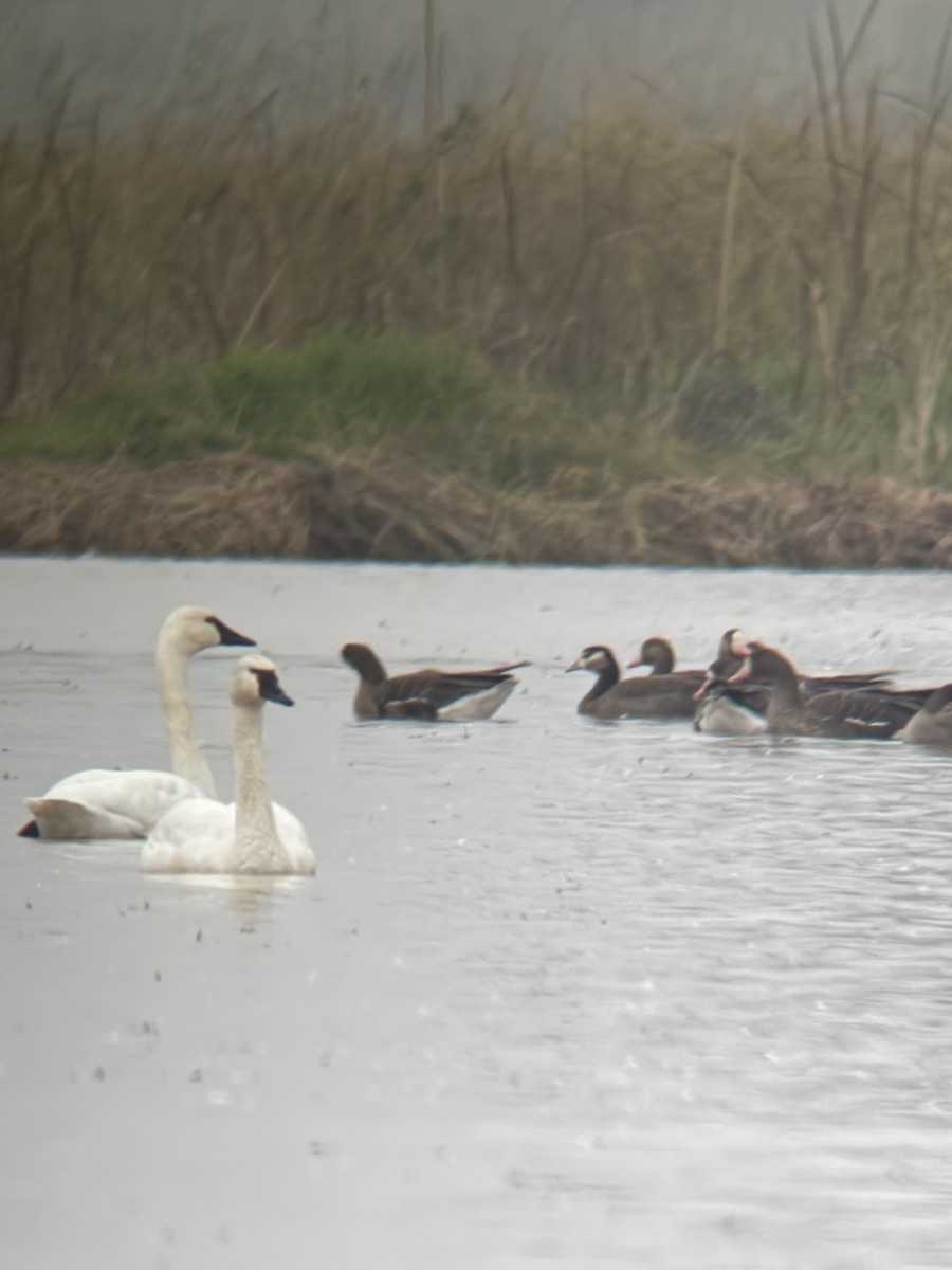 Sakarca x Gıdaklayan Kaz - ML646492785