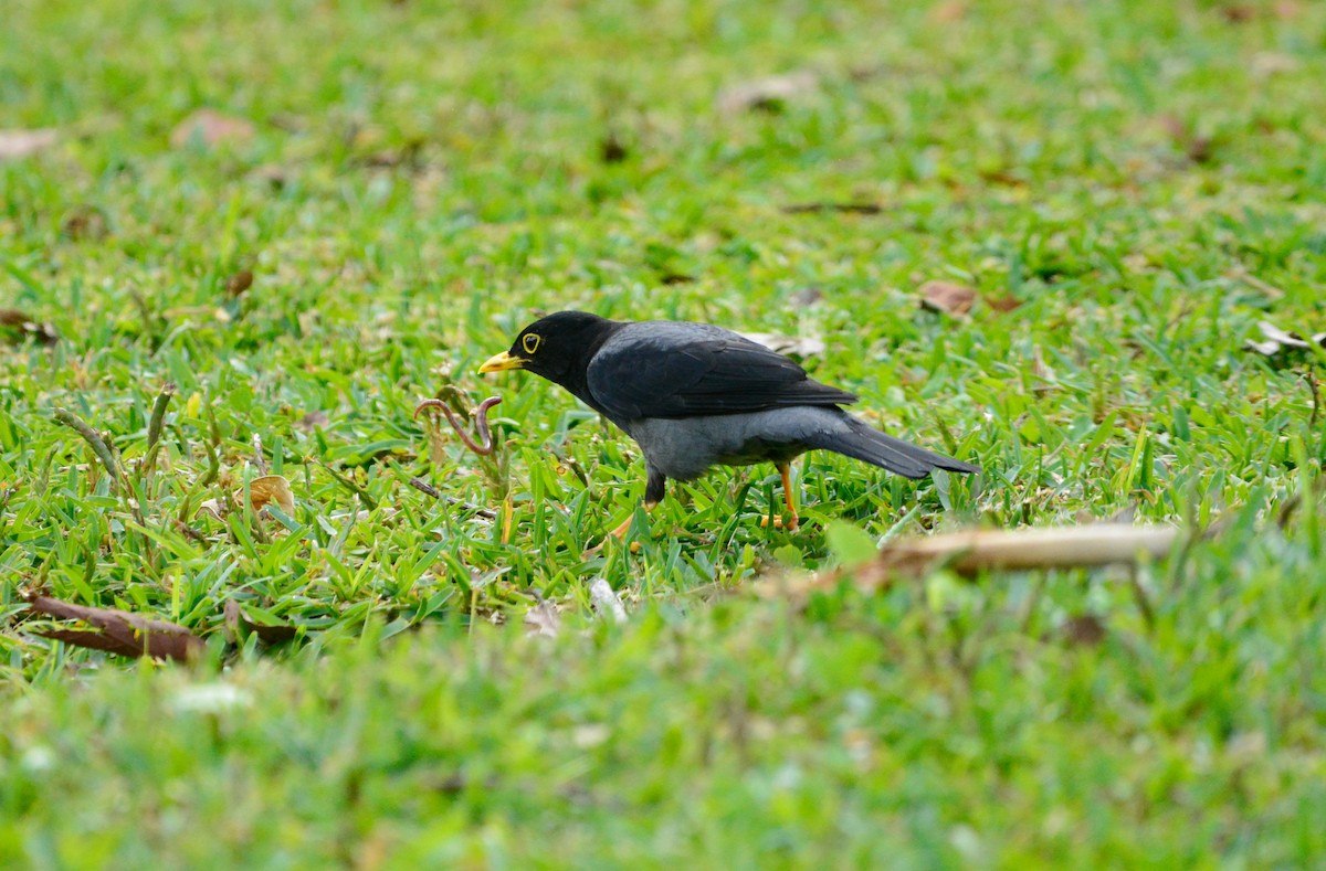 Yellow-legged Thrush - ML646492786