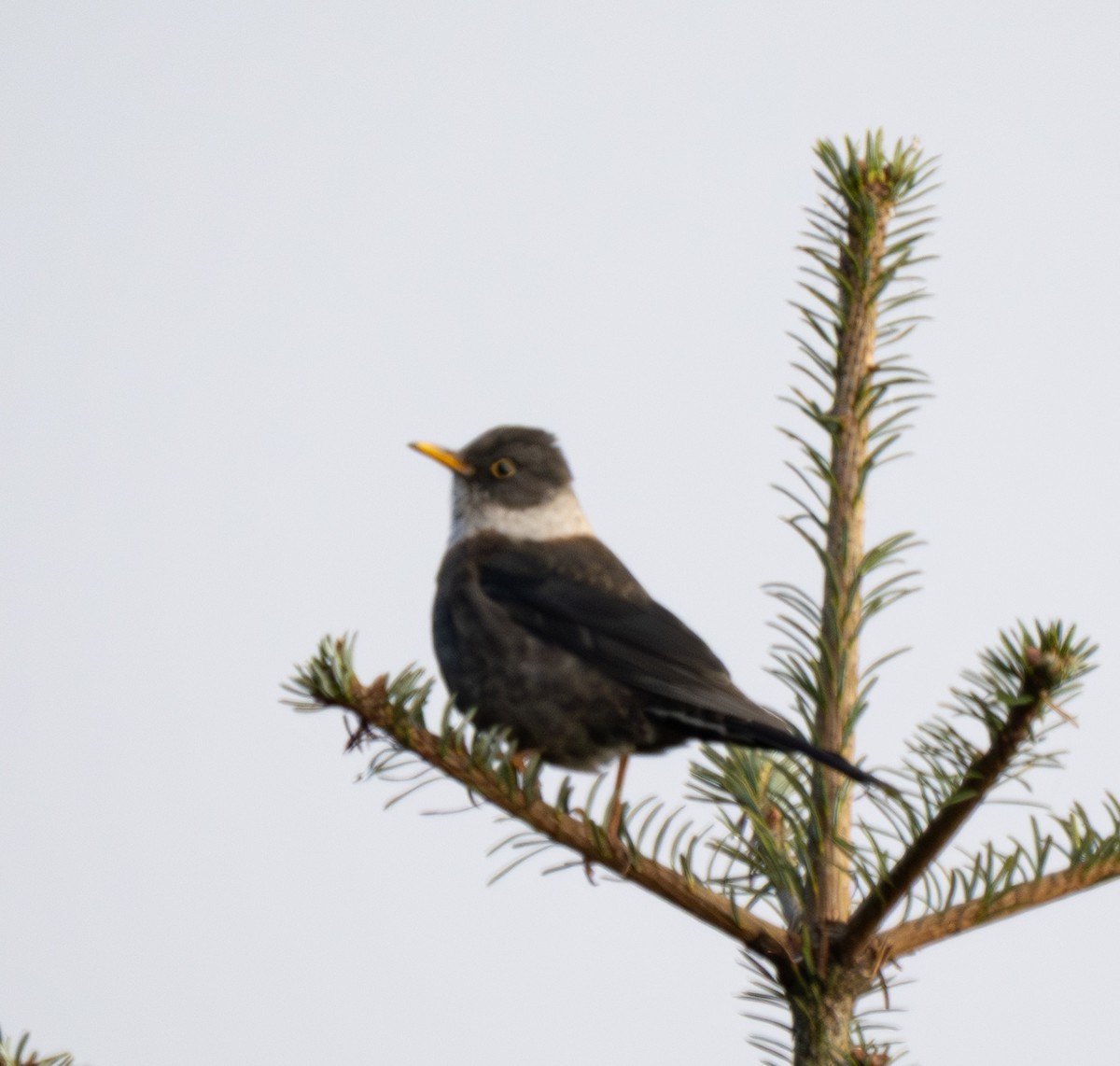 White-collared Blackbird - ML646492789