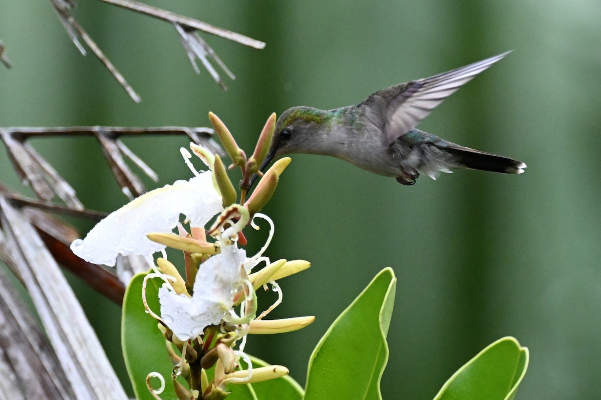 Gray-breasted Sabrewing (obscurus) - ML646492790