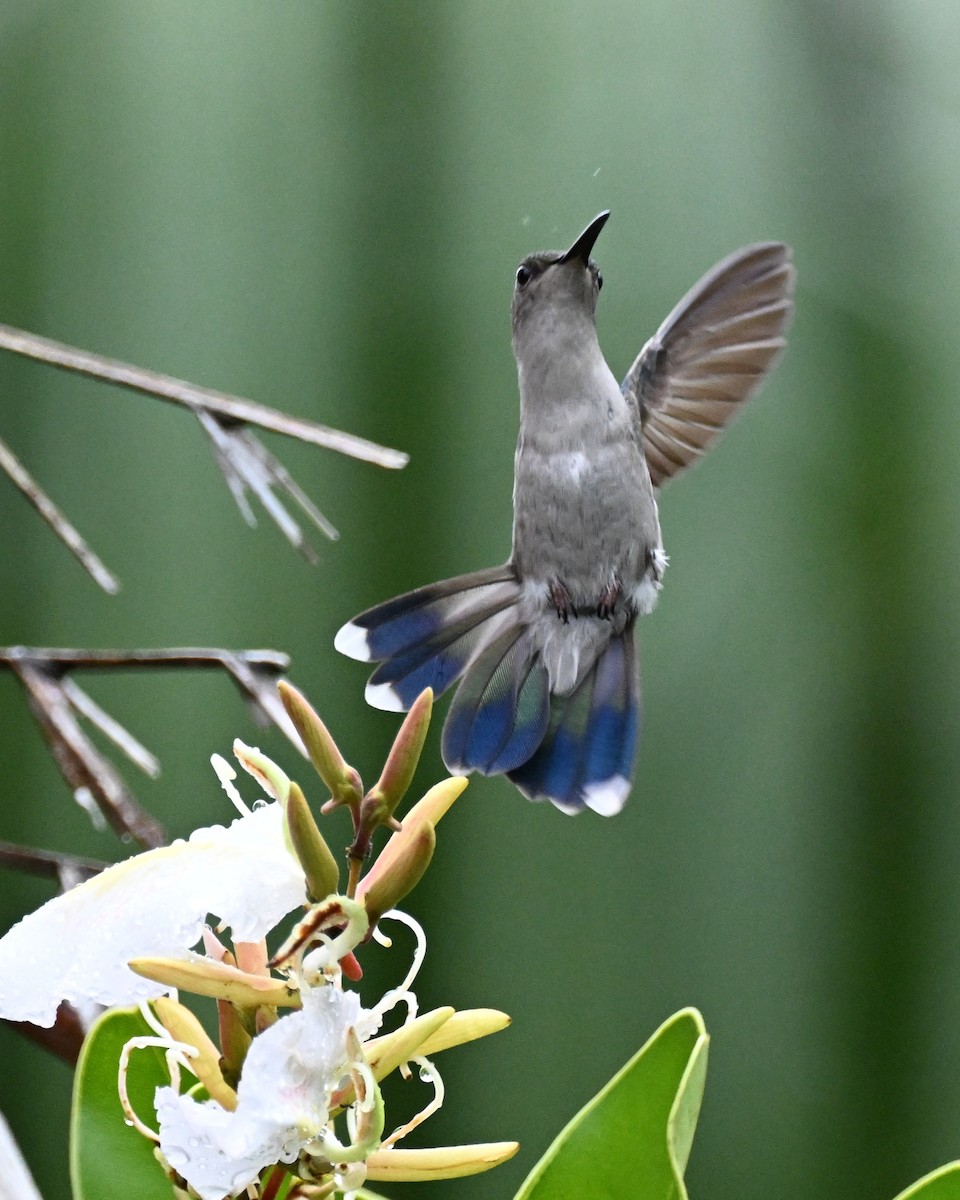 Gray-breasted Sabrewing (obscurus) - ML646492791