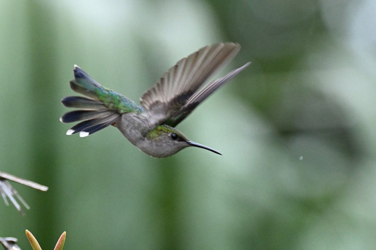 Gray-breasted Sabrewing (obscurus) - ML646492792