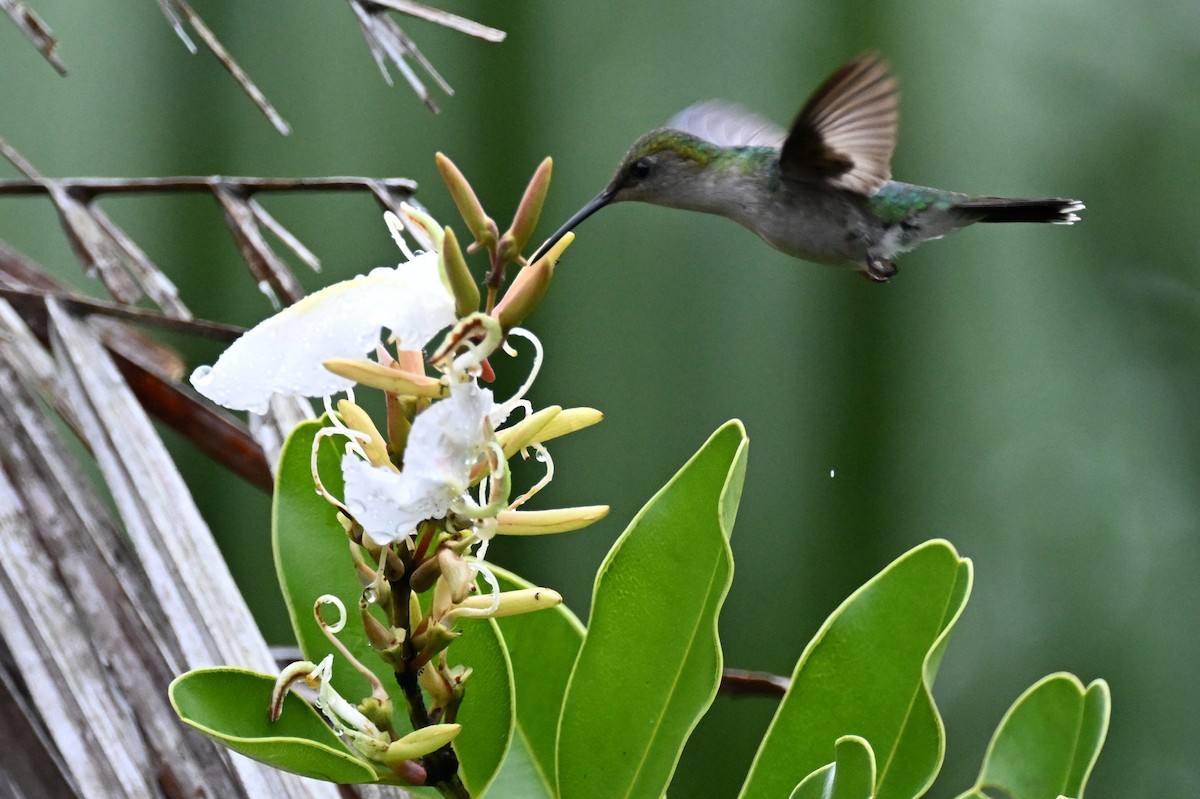 Gray-breasted Sabrewing (obscurus) - ML646492793