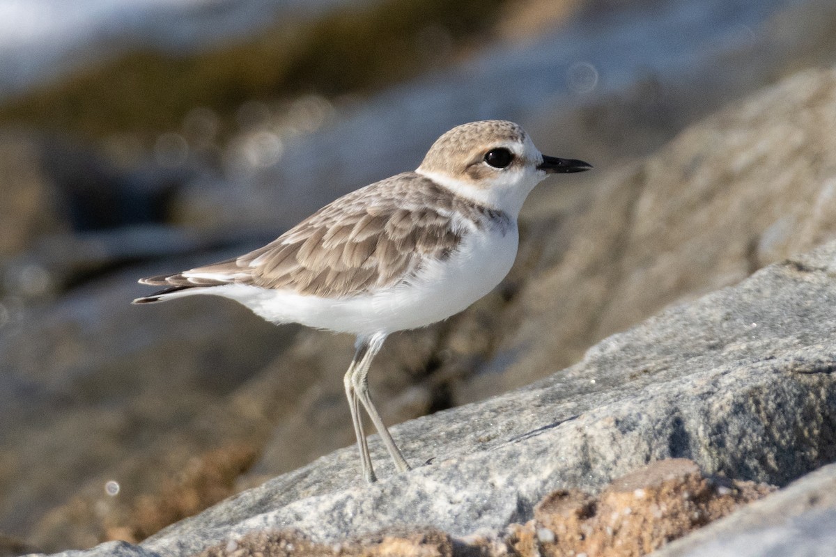 Malaysian Plover - ML646492799
