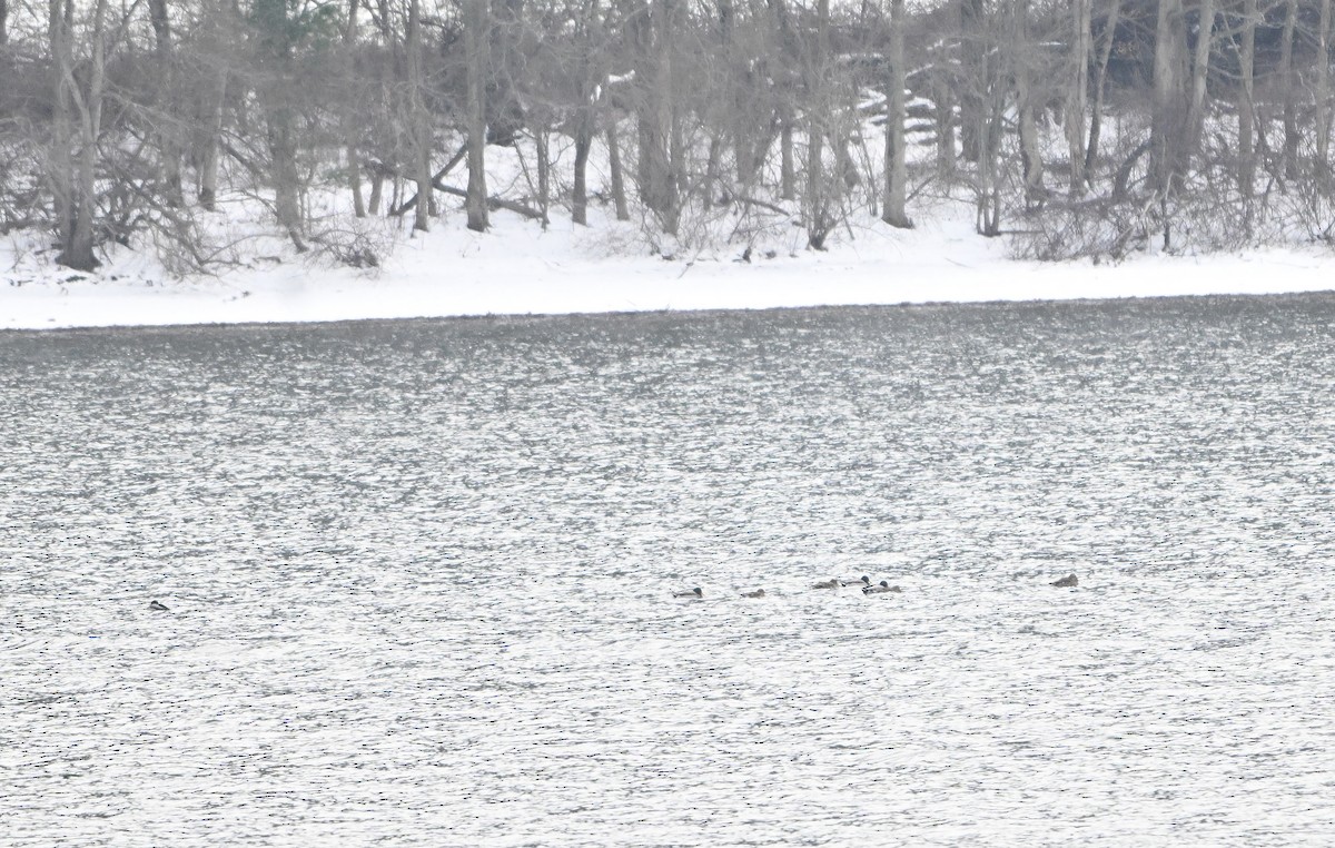 Mallard - ML646492801