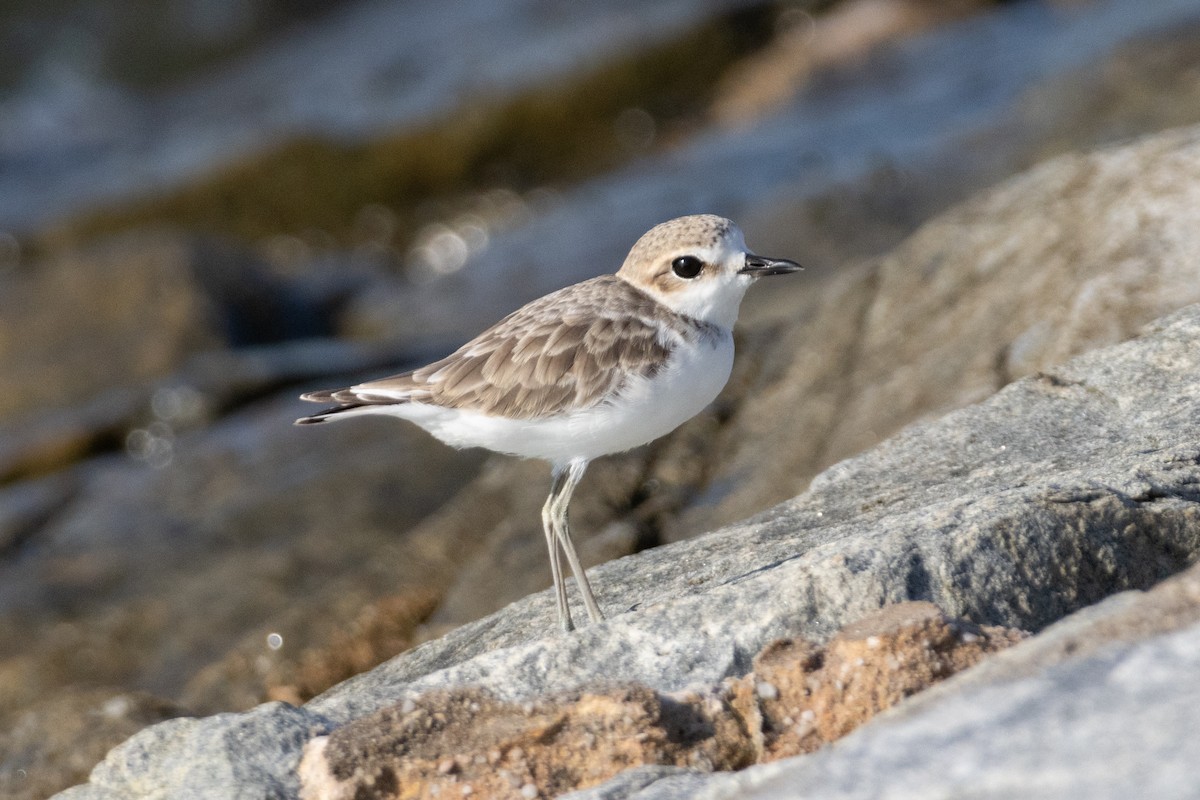 Malaysian Plover - ML646492805