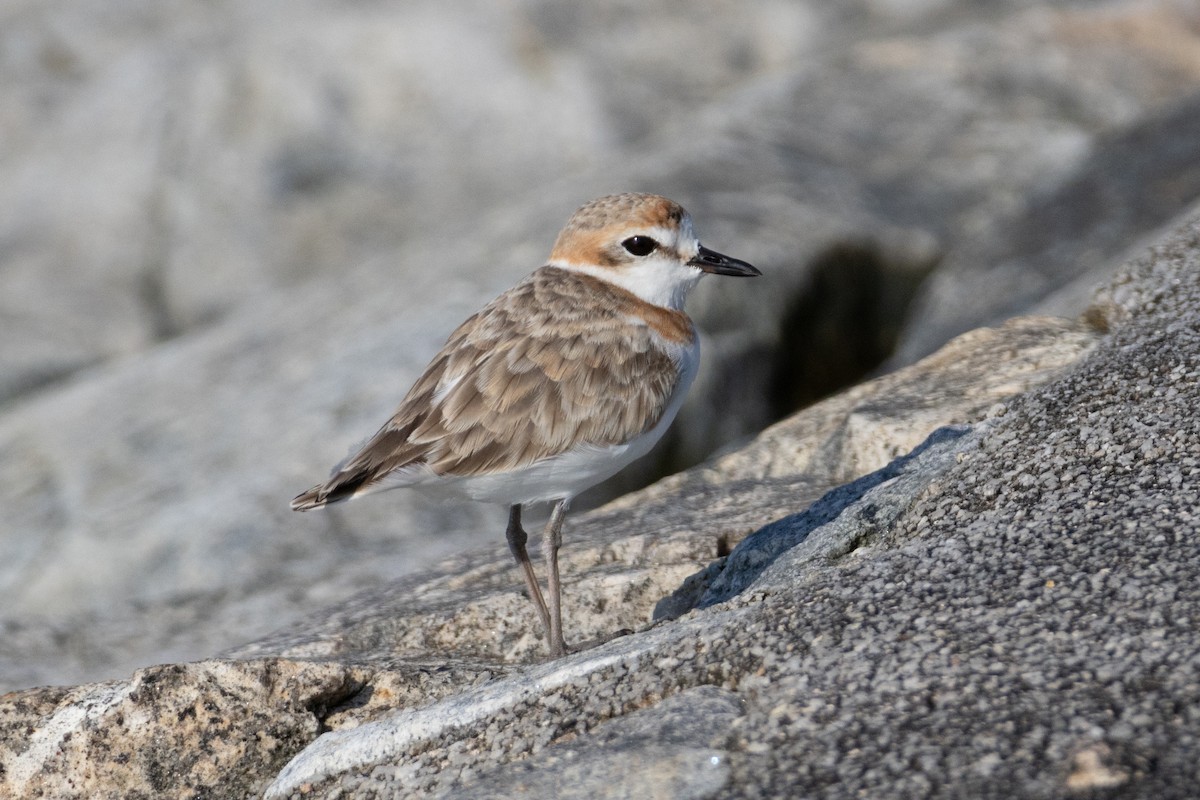 Malaysian Plover - ML646492806