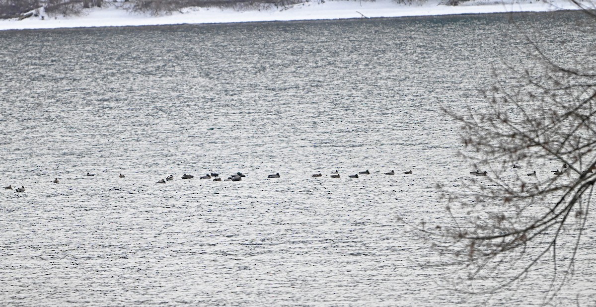 Mallard - ML646492807