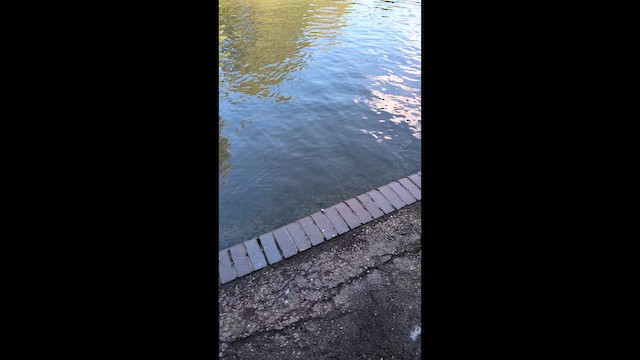 Мандаринка - ML646492808