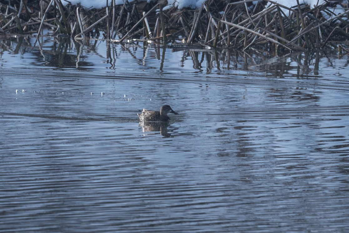 Blue-winged Teal - ML646492809