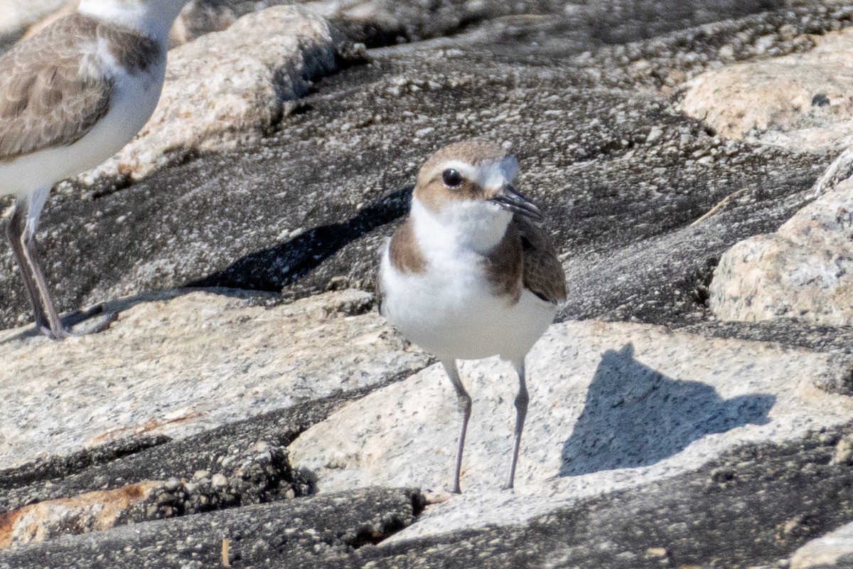 חופמי אלכסנדרי - ML646492813