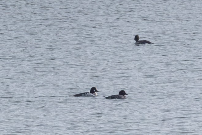 Common Goldeneye - ML646492814