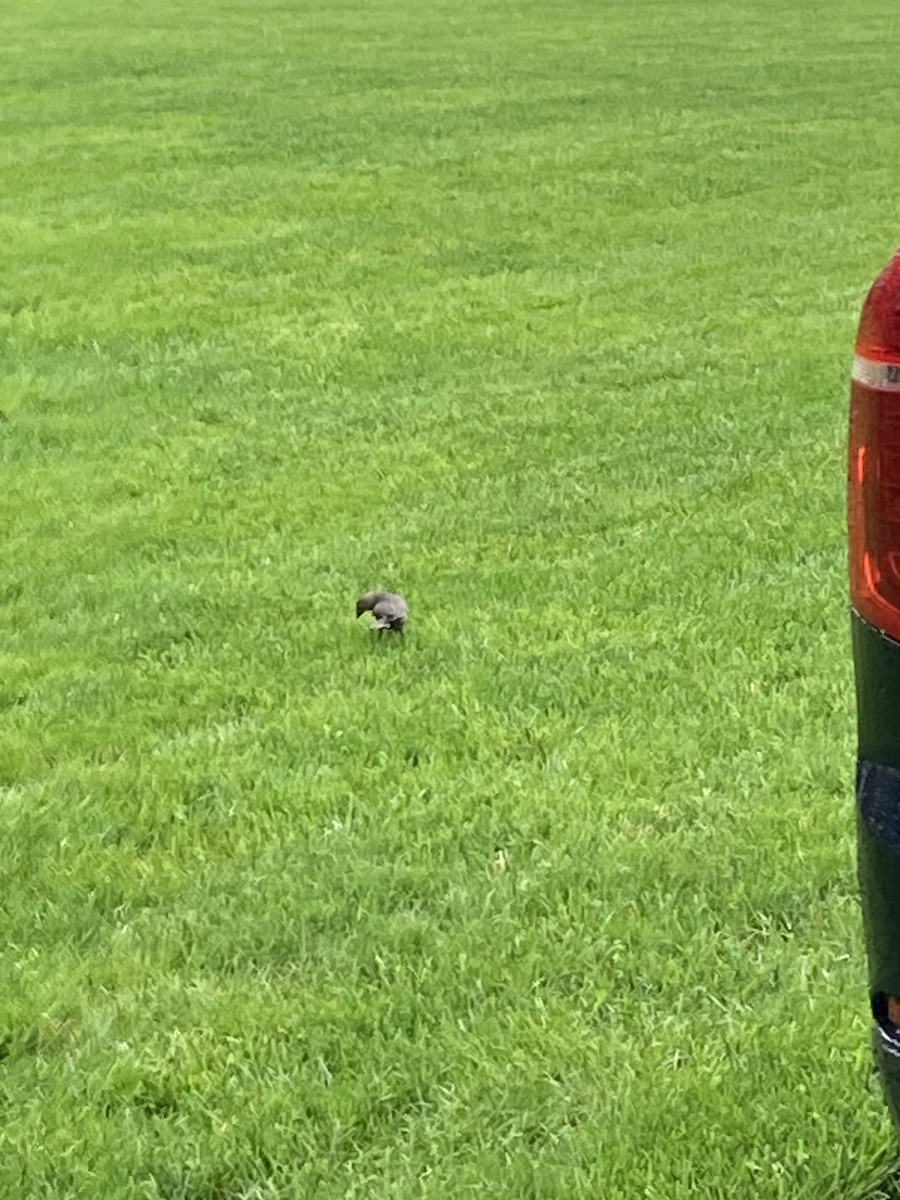 コウウチョウ - ML646492815