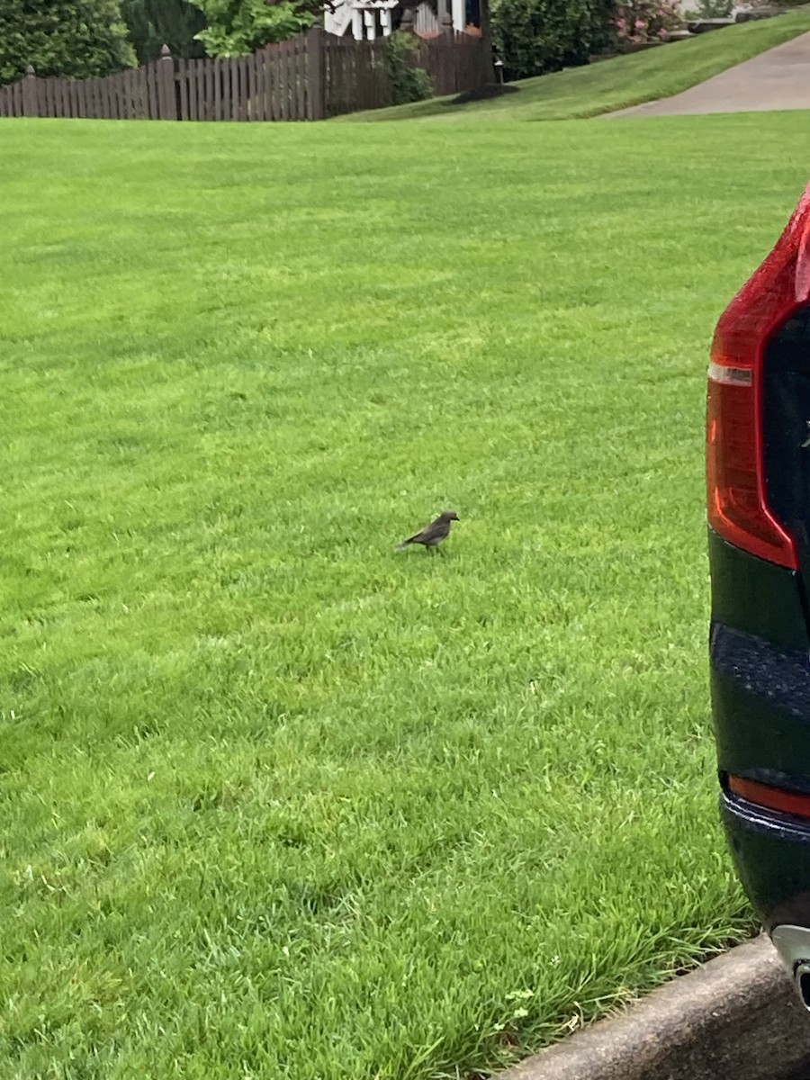 コウウチョウ - ML646492816