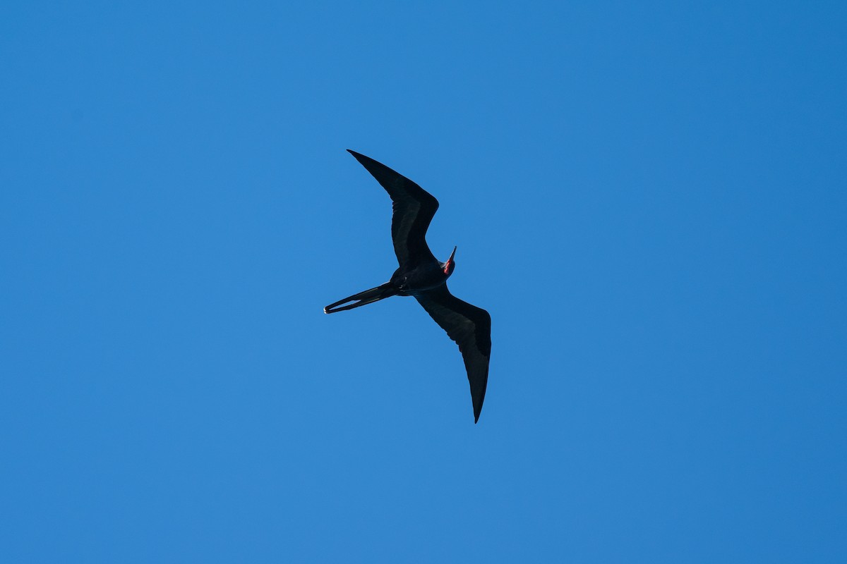 アメリカグンカンドリ - ML646492817