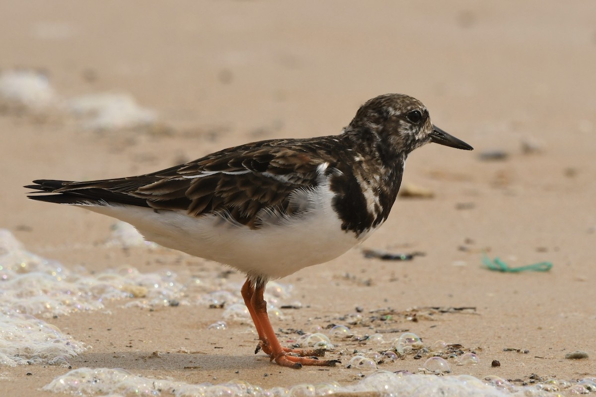 Ruddy Turnstone - ML646492818