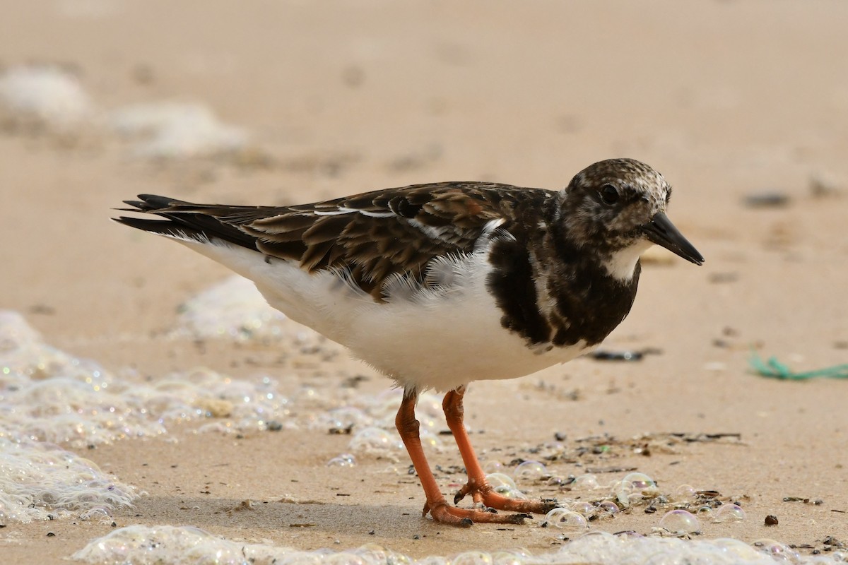 Ruddy Turnstone - ML646492819