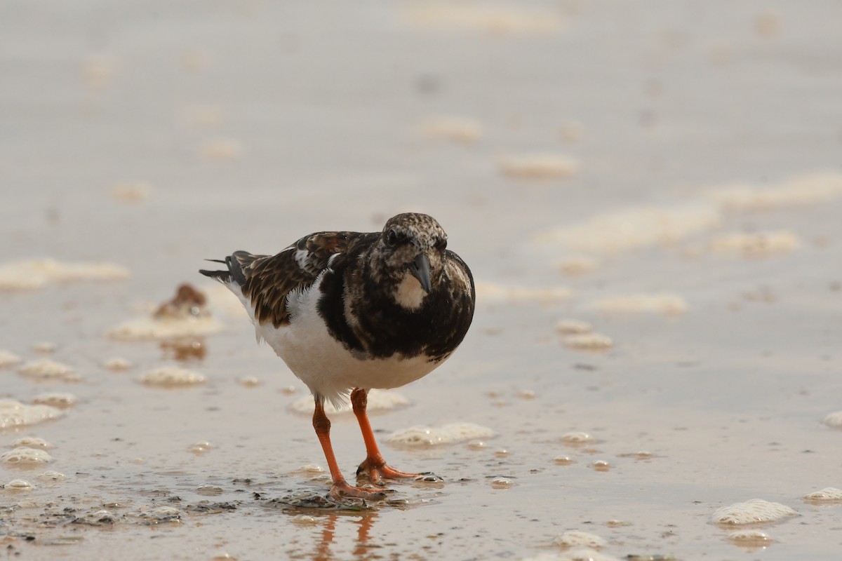 Ruddy Turnstone - ML646492820