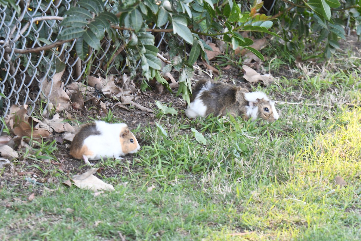 Animals - ML646492826