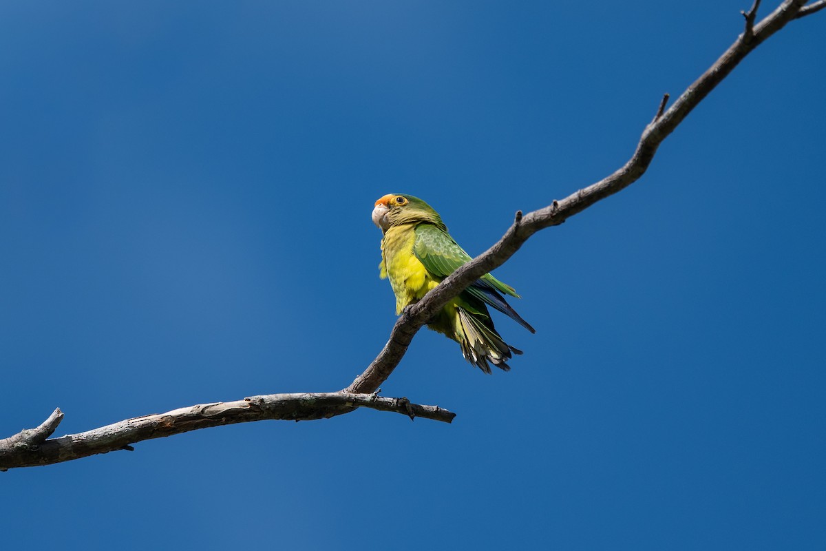 メキシコインコ - ML646492829