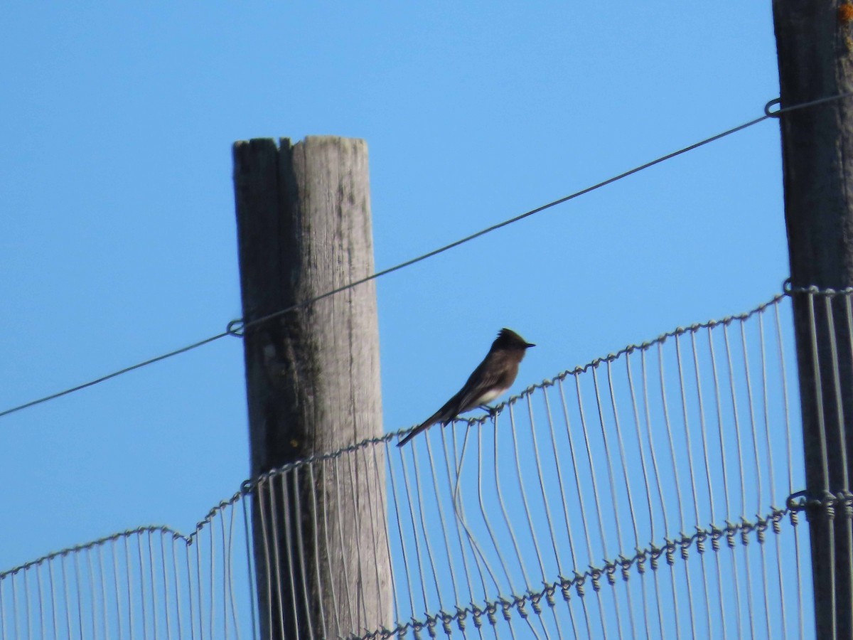 Black Phoebe - ML646492830