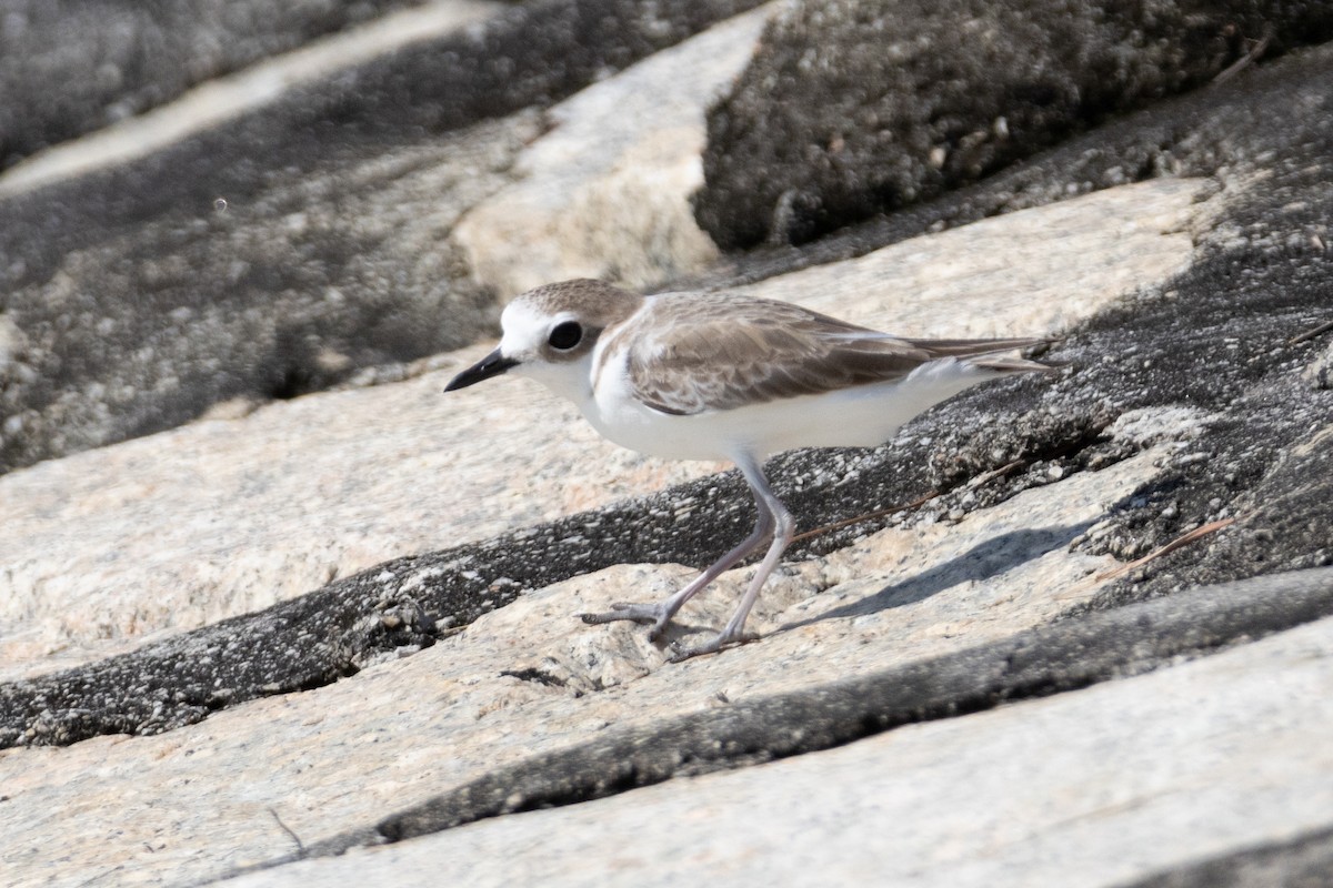 חופמי לבן-פנים - ML646492833