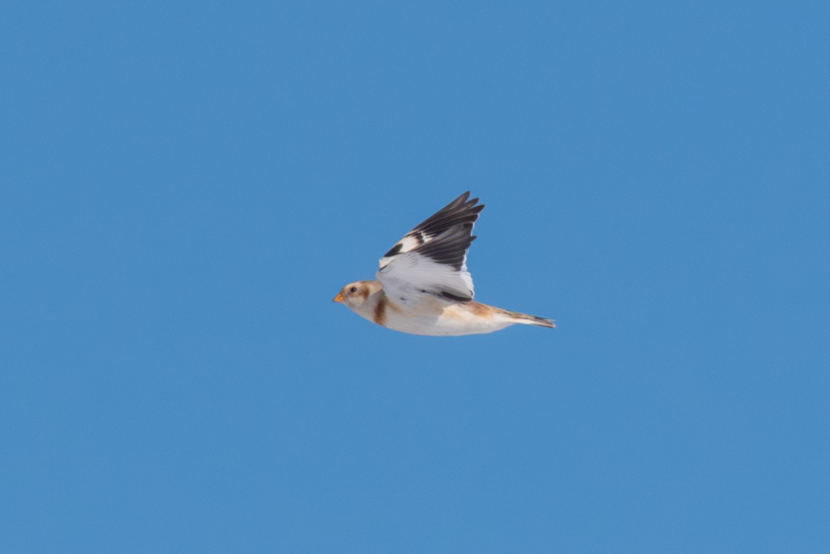 Snow Bunting - ML646492835