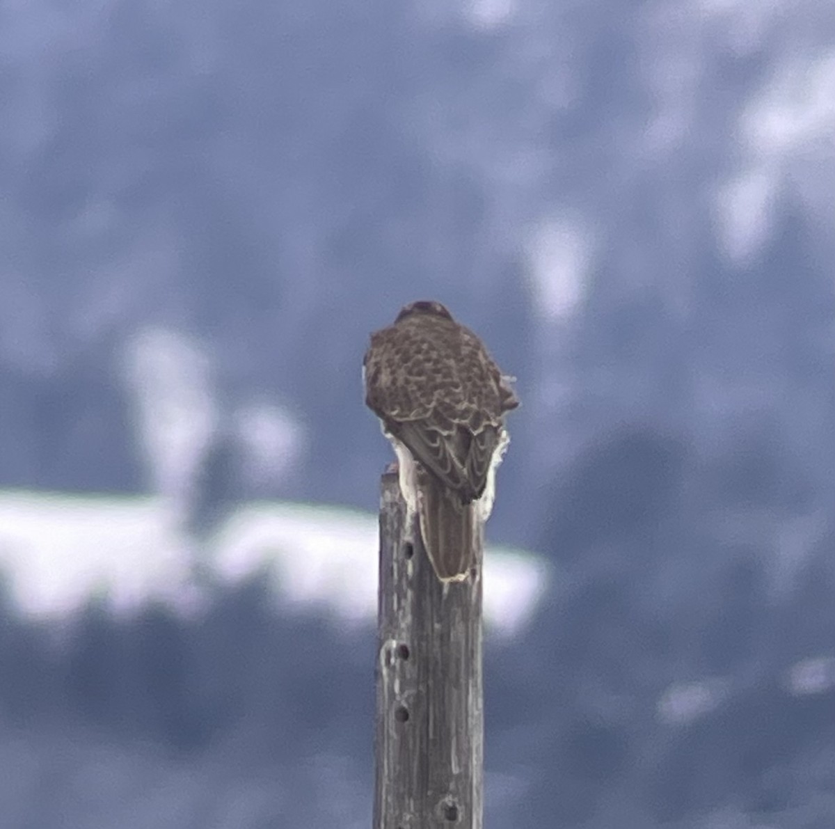 Präriefalke - ML646492836