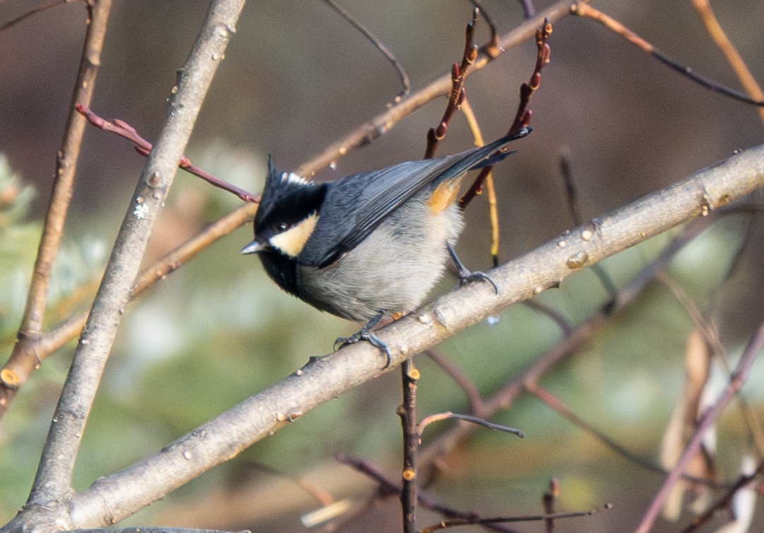 Rufous-vented Tit - ML646492839