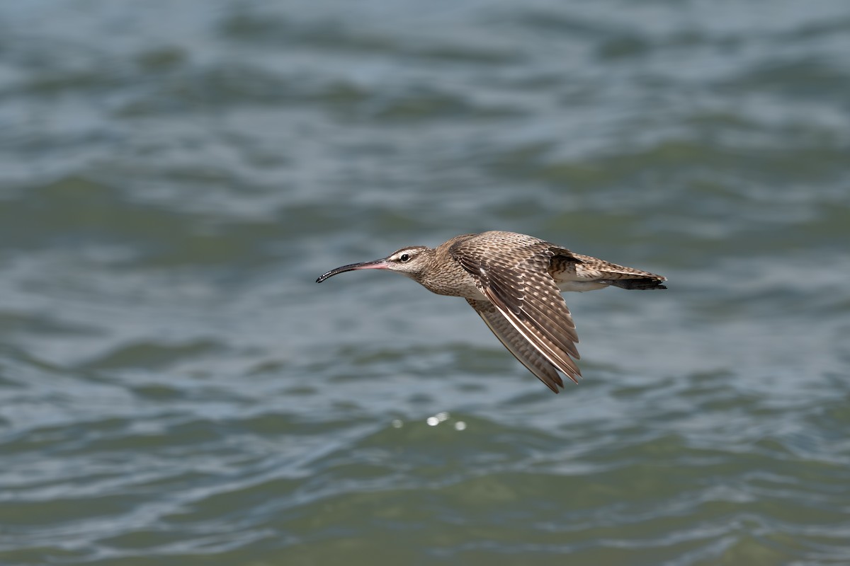 アメリカチュウシャクシギ - ML646492840