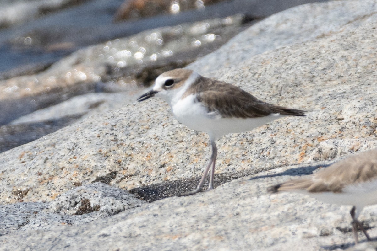חופמי לבן-פנים - ML646492841