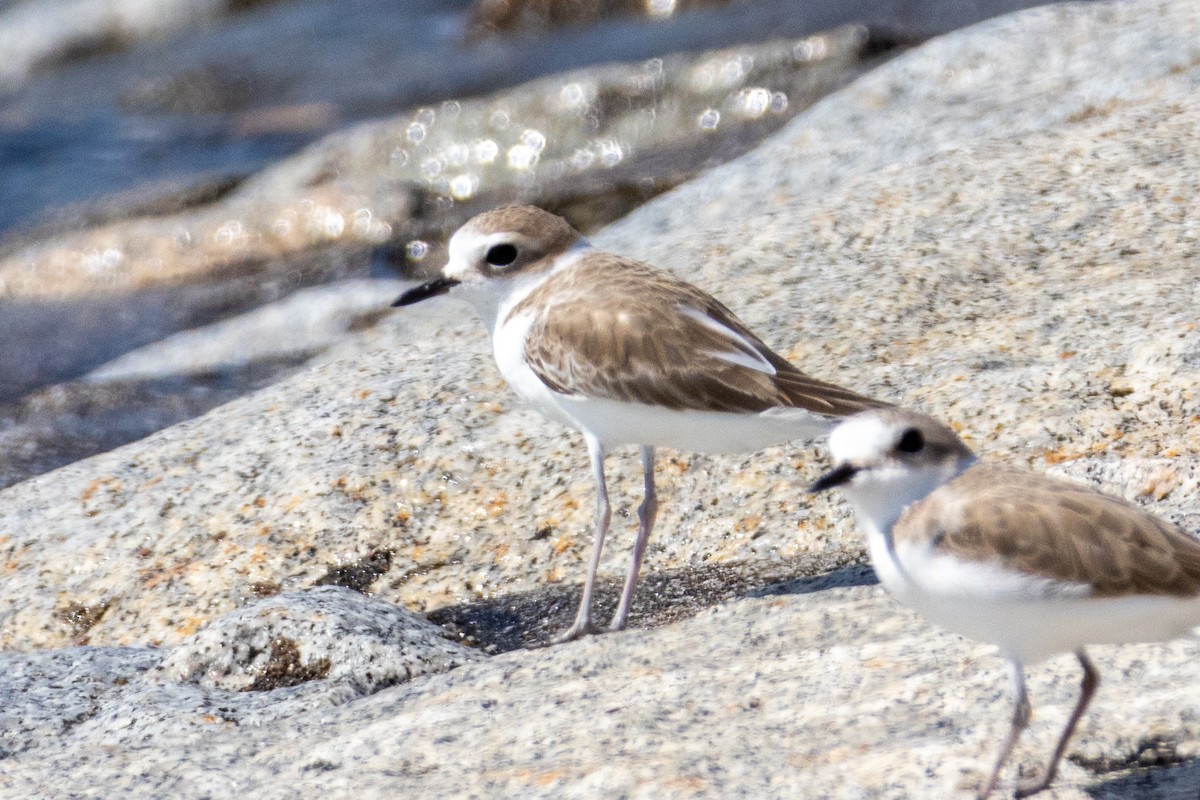 חופמי לבן-פנים - ML646492844