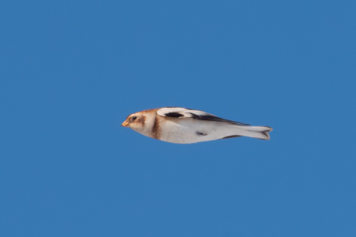 Snow Bunting - ML646492845