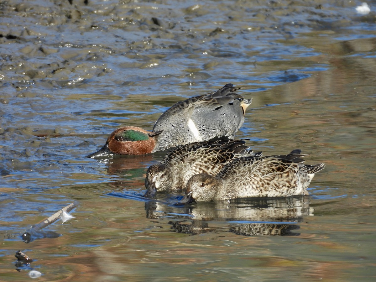 Green-winged Teal - ML646492846