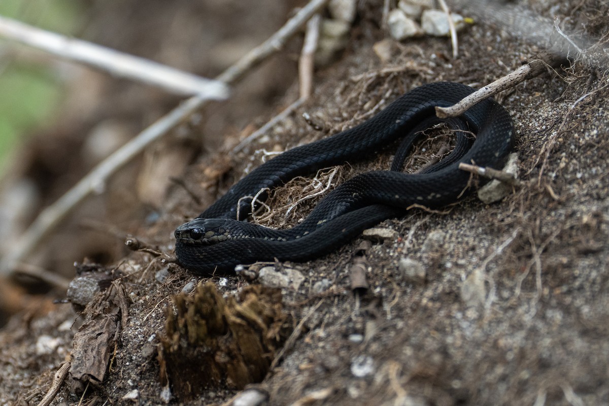 Common Garter Snake - ML646492849