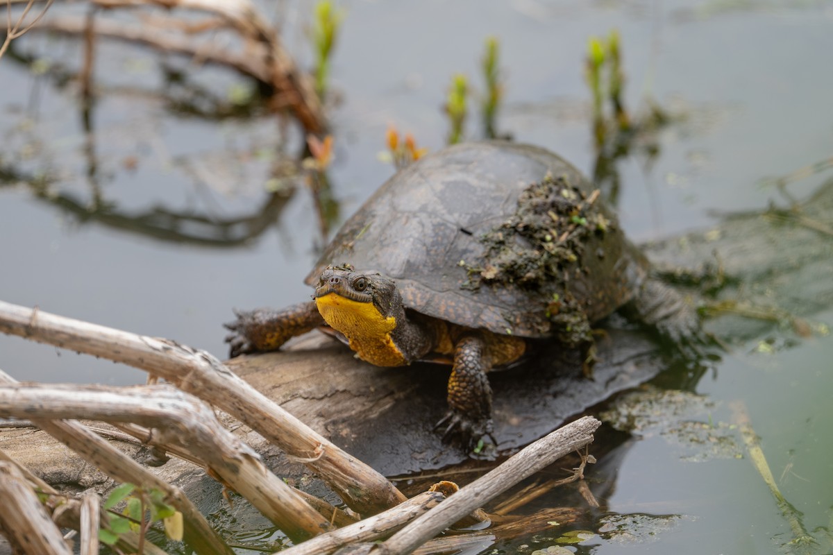 Blanding's Turtle - ML646492850
