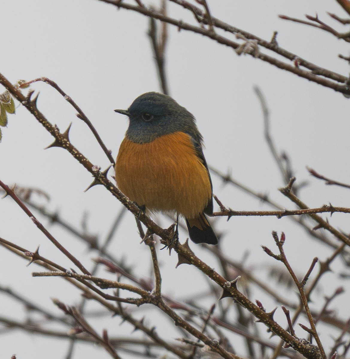 Blue-fronted Redstart - ML646492858