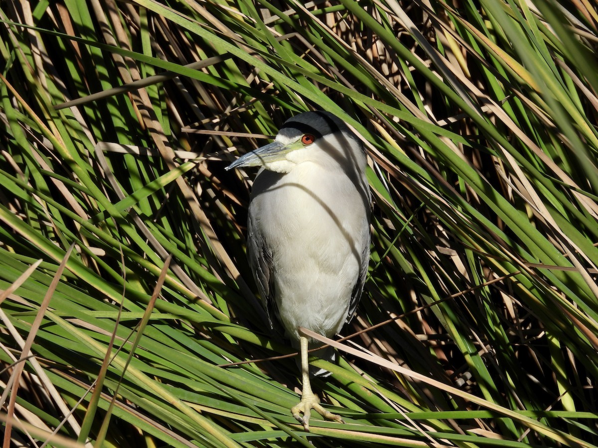 Black-crowned Night Heron - ML646492859