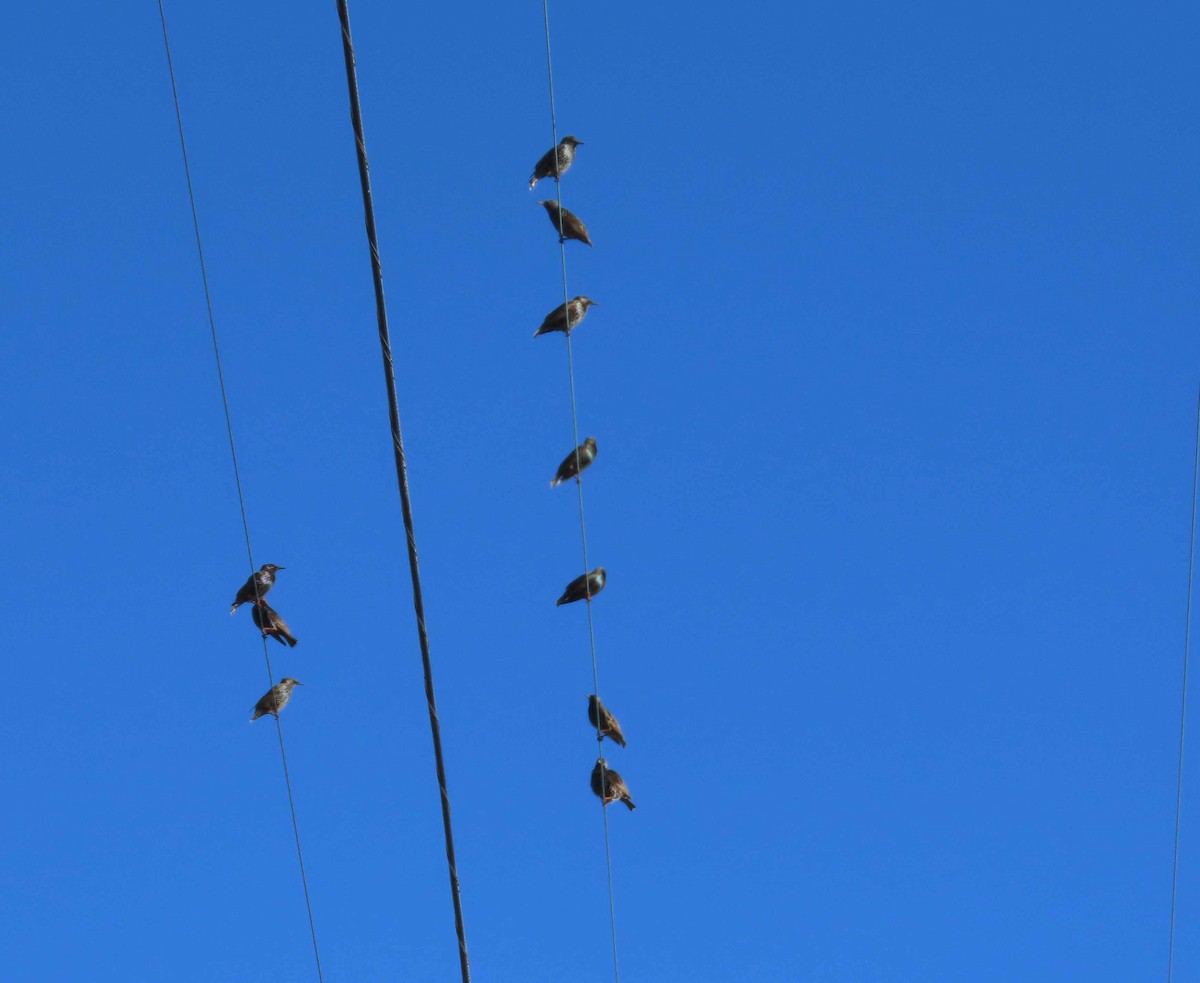 European Starling - ML646492863